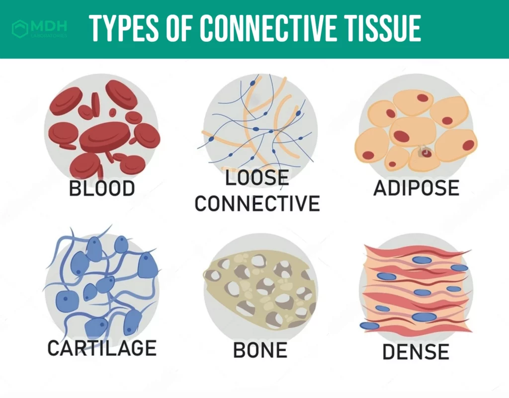 IMG_NEWS_CONNECTIBE-TISSUE_type