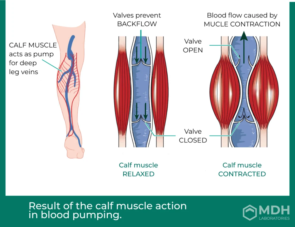 IMG_NEWS-graphic-calf-muscle-action-blood-pumping-EN.webp